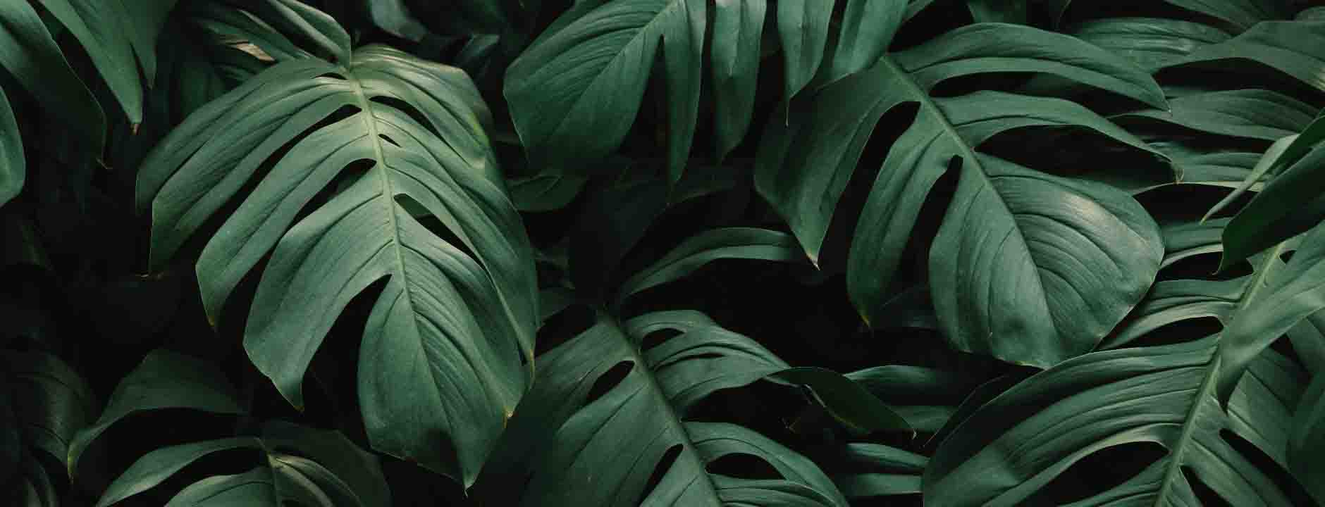 Top Quality Supplements Online